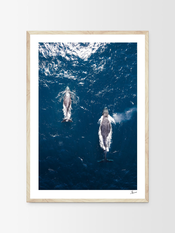 Whales 01 (Maroubra) - Wall Art Print - Australia Unseen